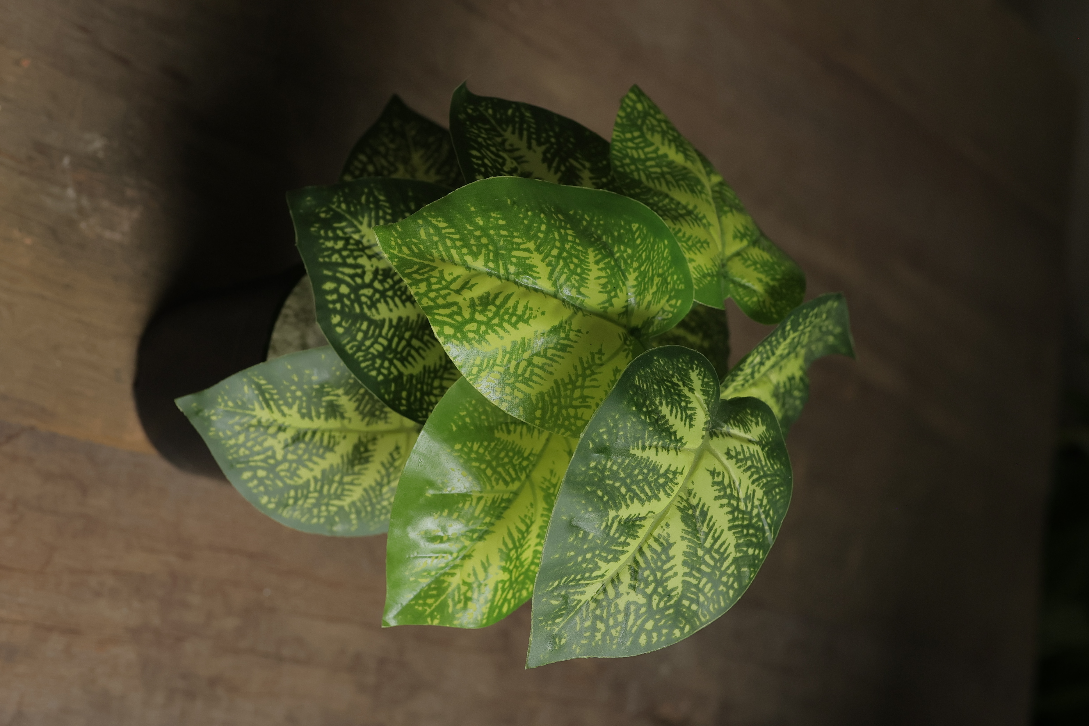 Caladium Plant Green