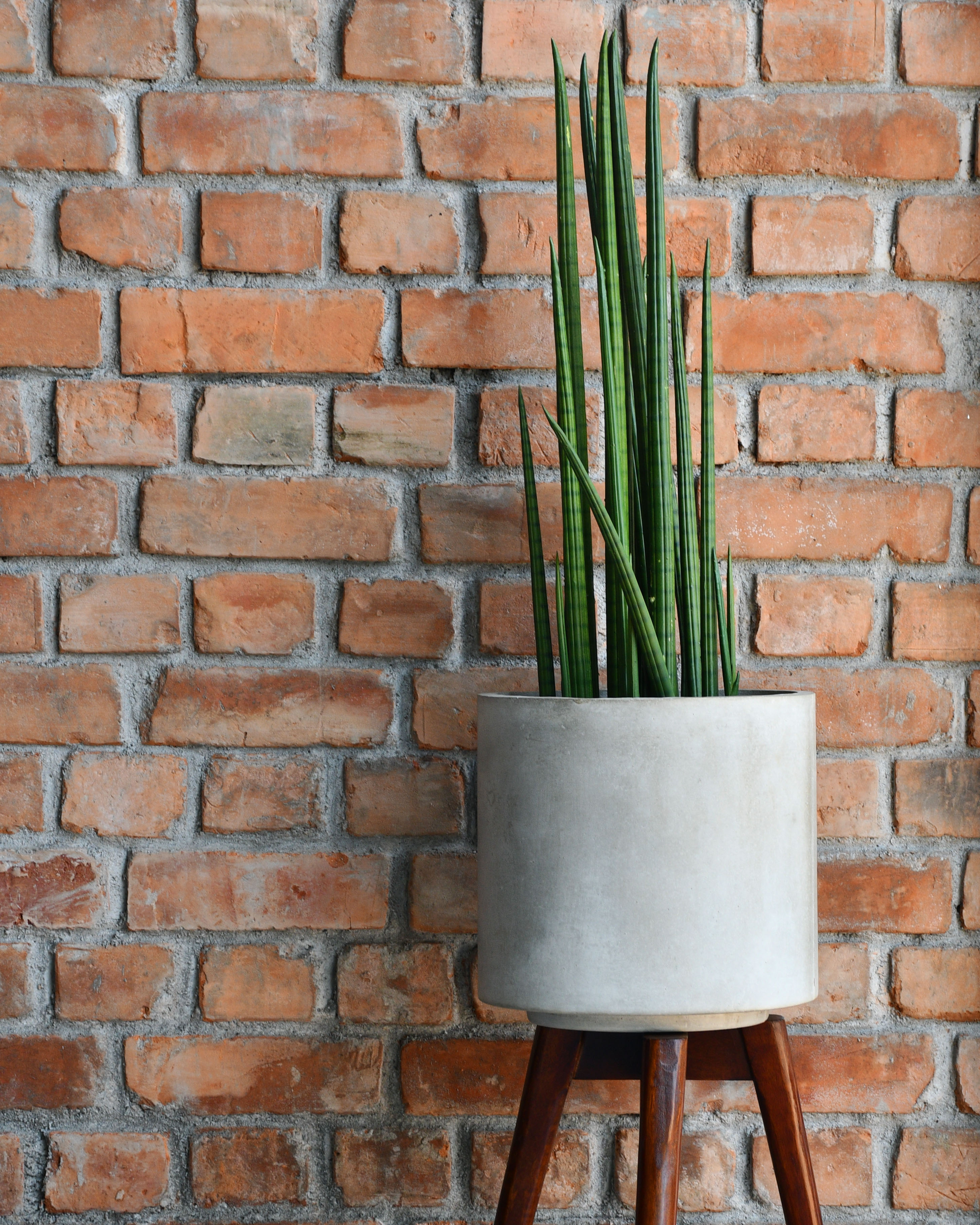 Pencil Snake Plant