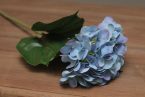 Hydrangea Bloom
