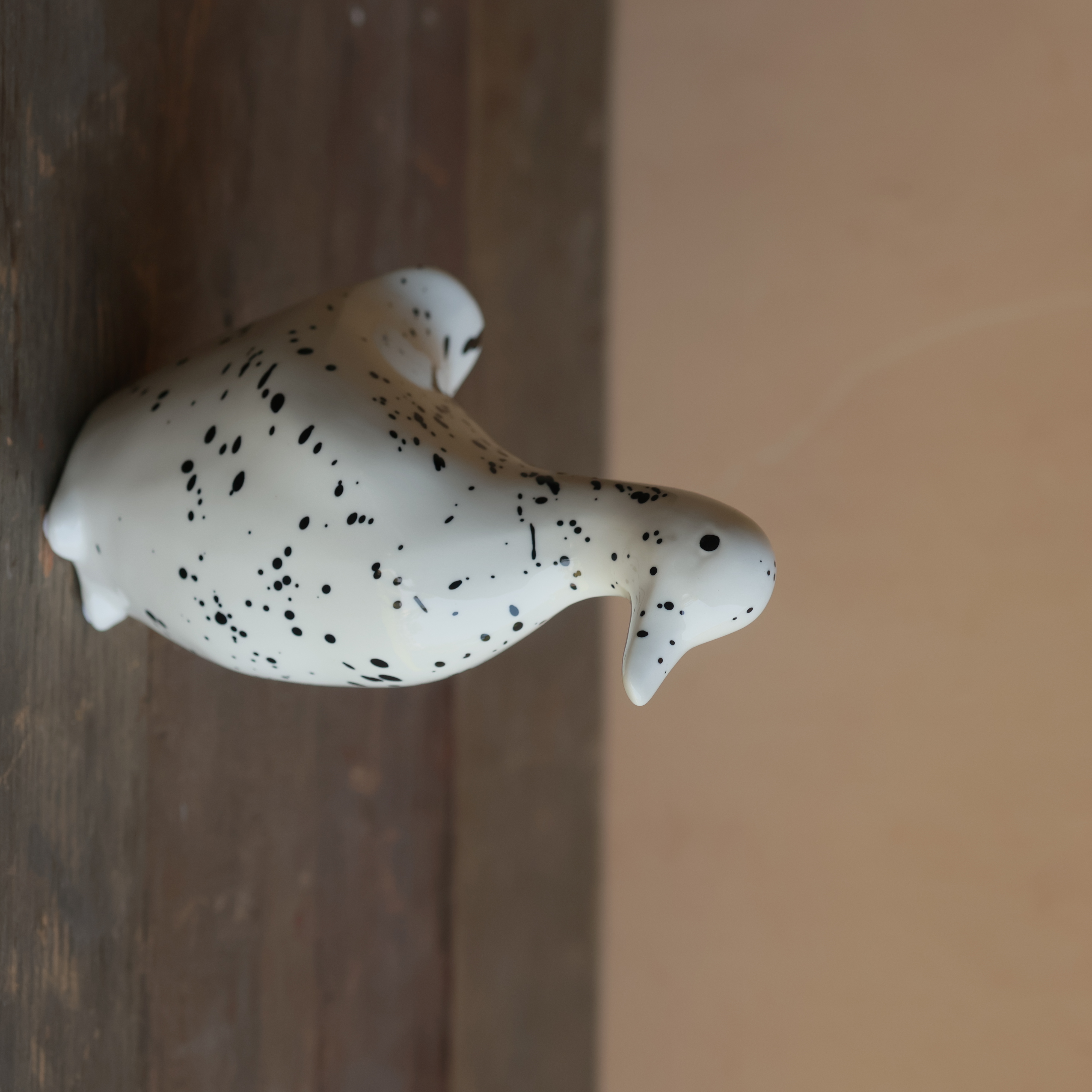 SPLOTCHED DUCK