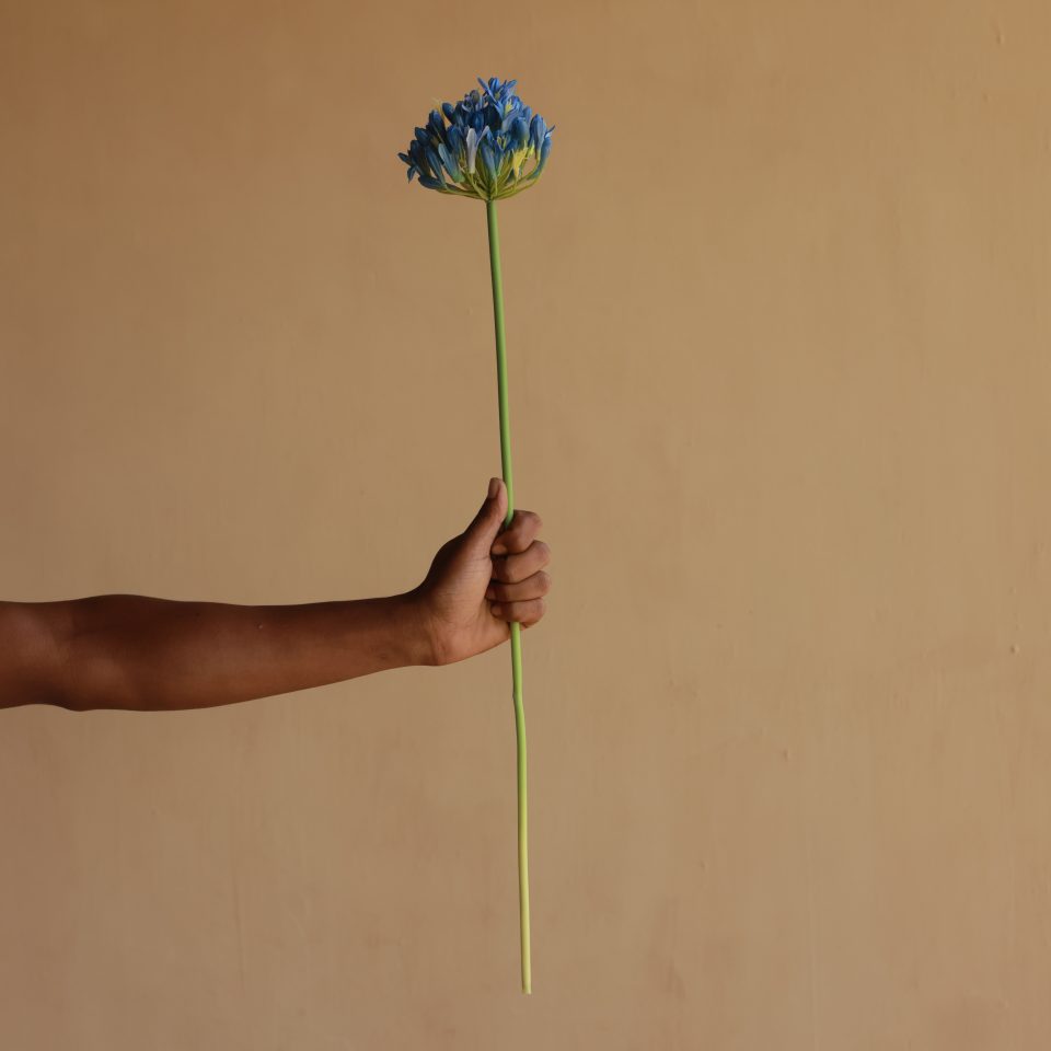 HEDGE FAVOURITES BLUE