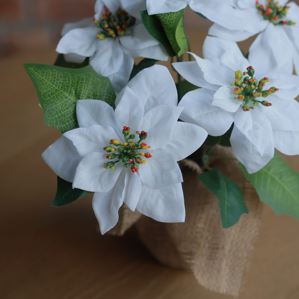 Classic Poinsettia White