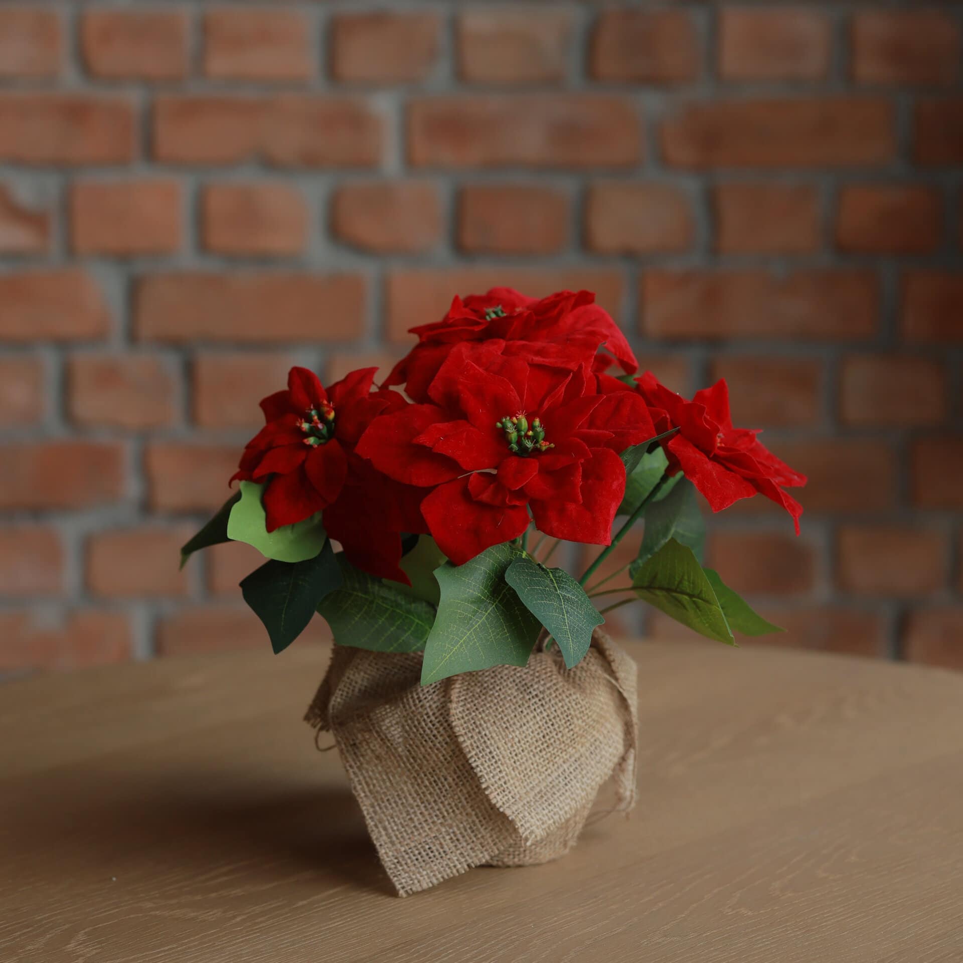 Timeless Poinsettia Red Pot