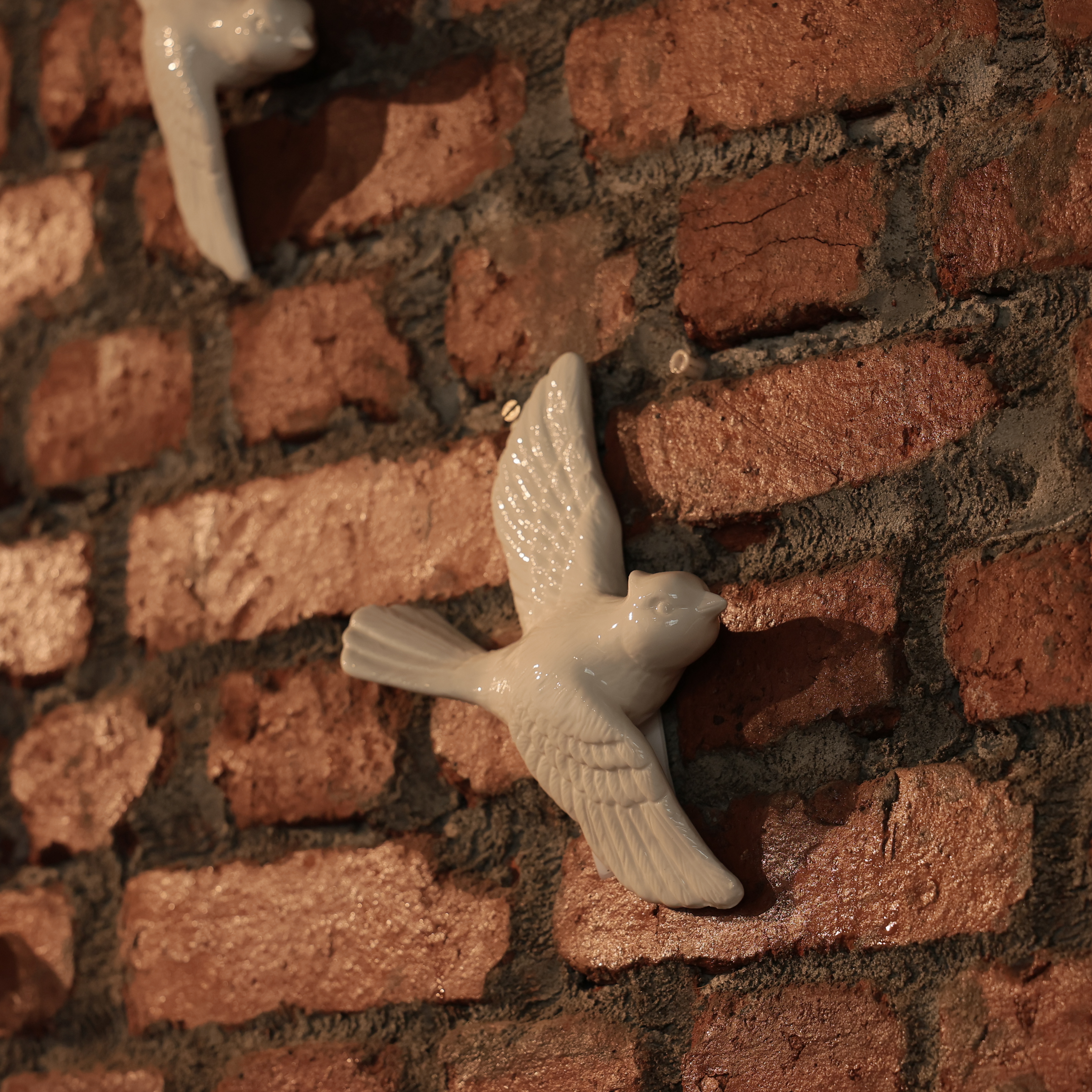 SWALLOW WINGED WHITE