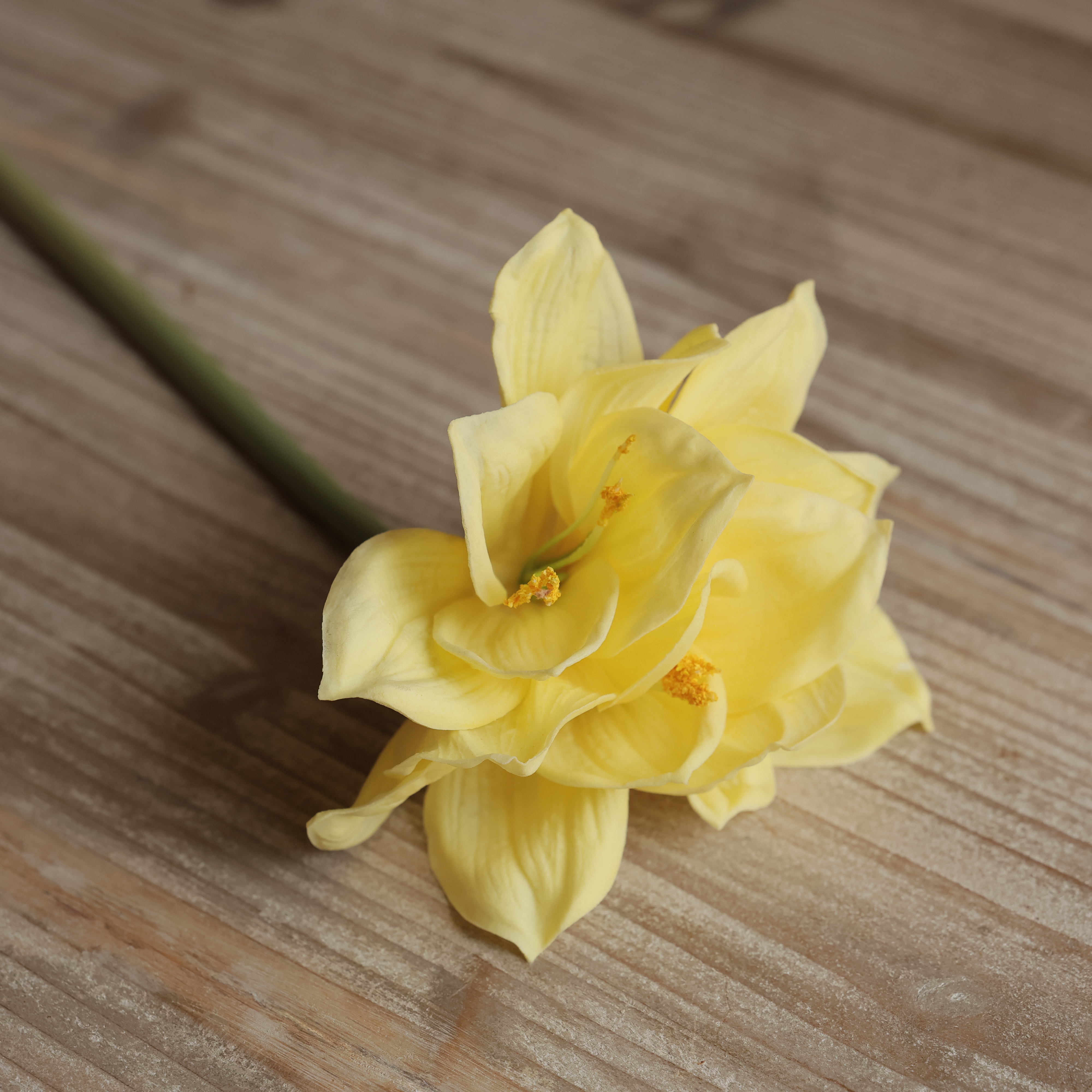 AMARYLLIS STEM YELLOW