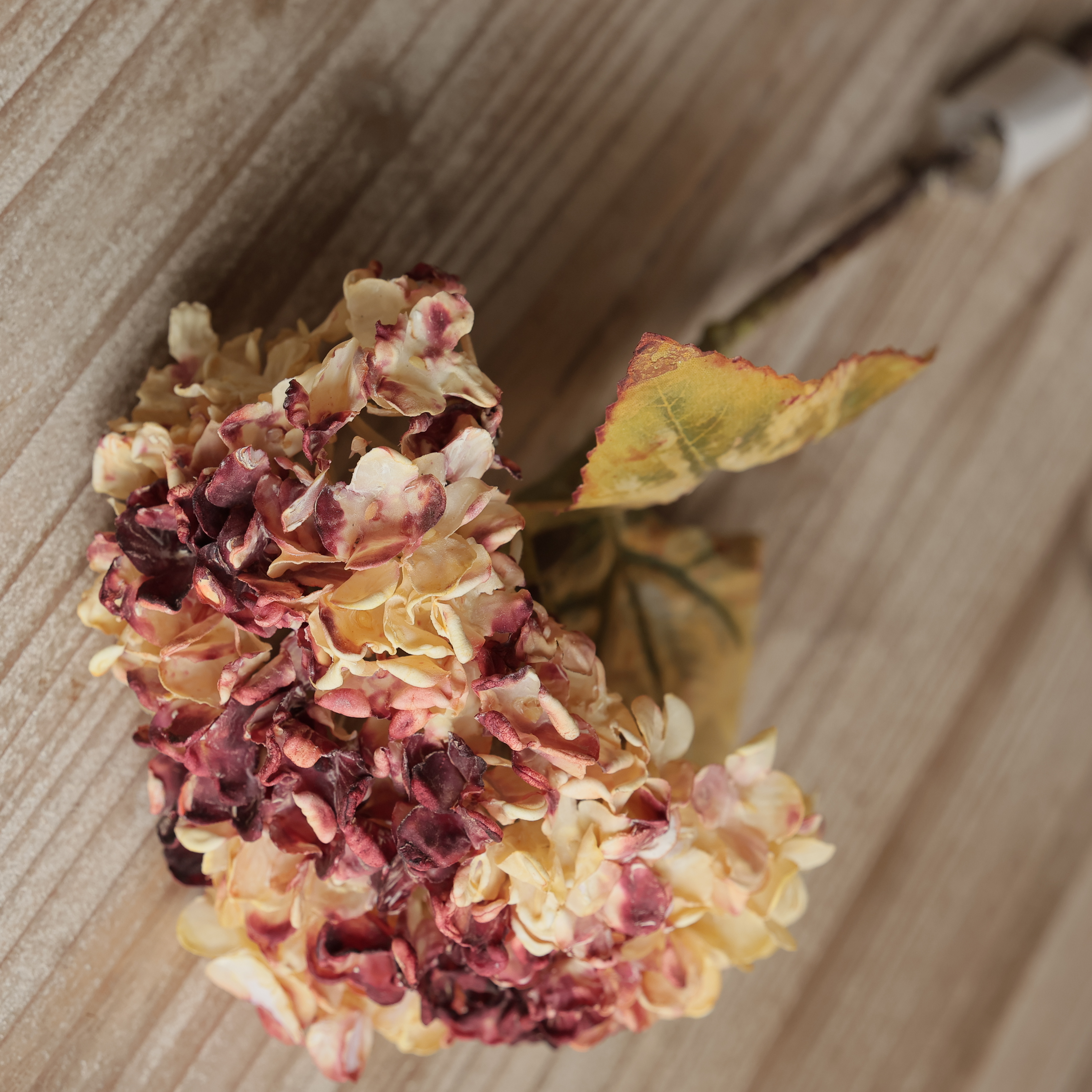 AMBER HYDRANGEA STEM