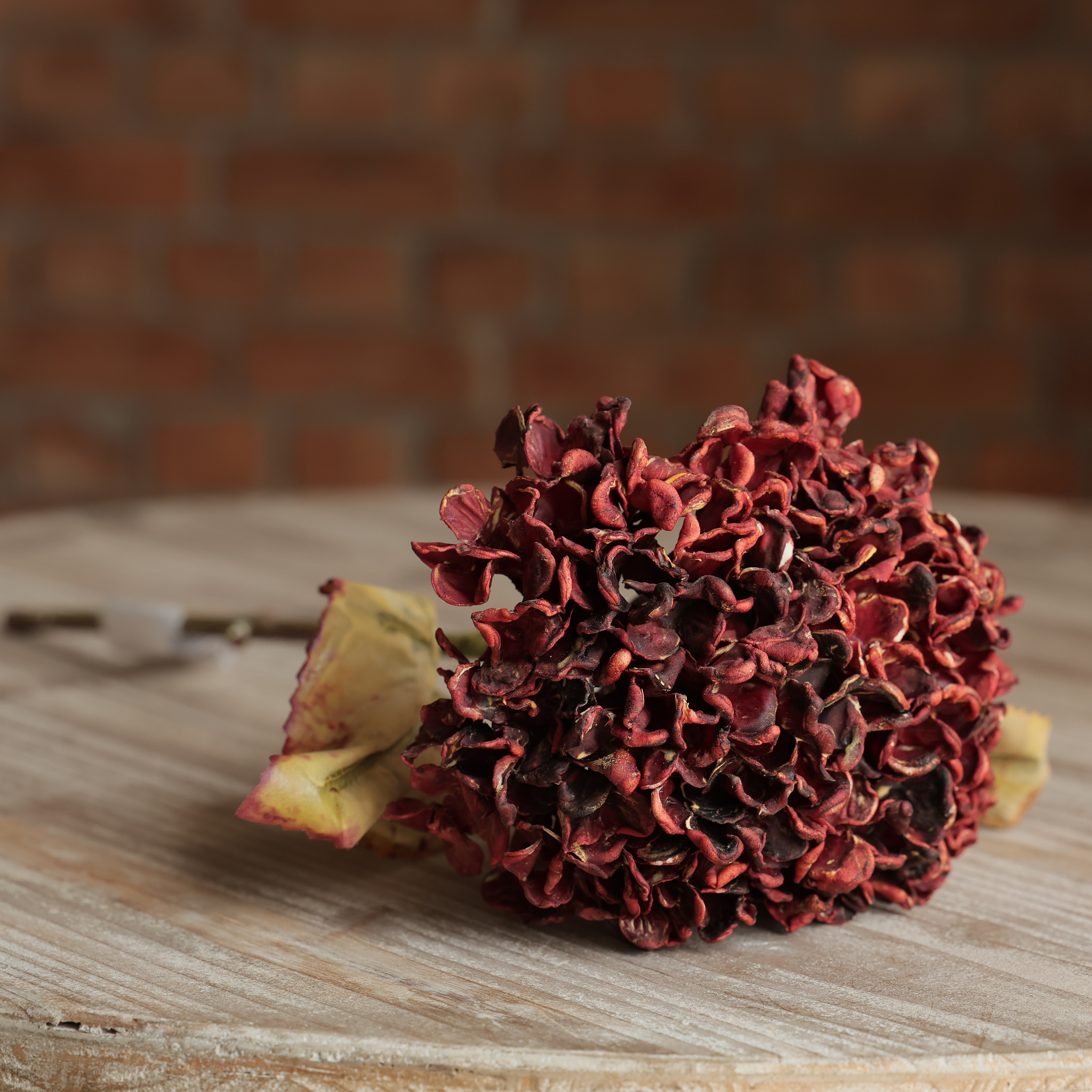 MAPLE HYDRANGEA STEM