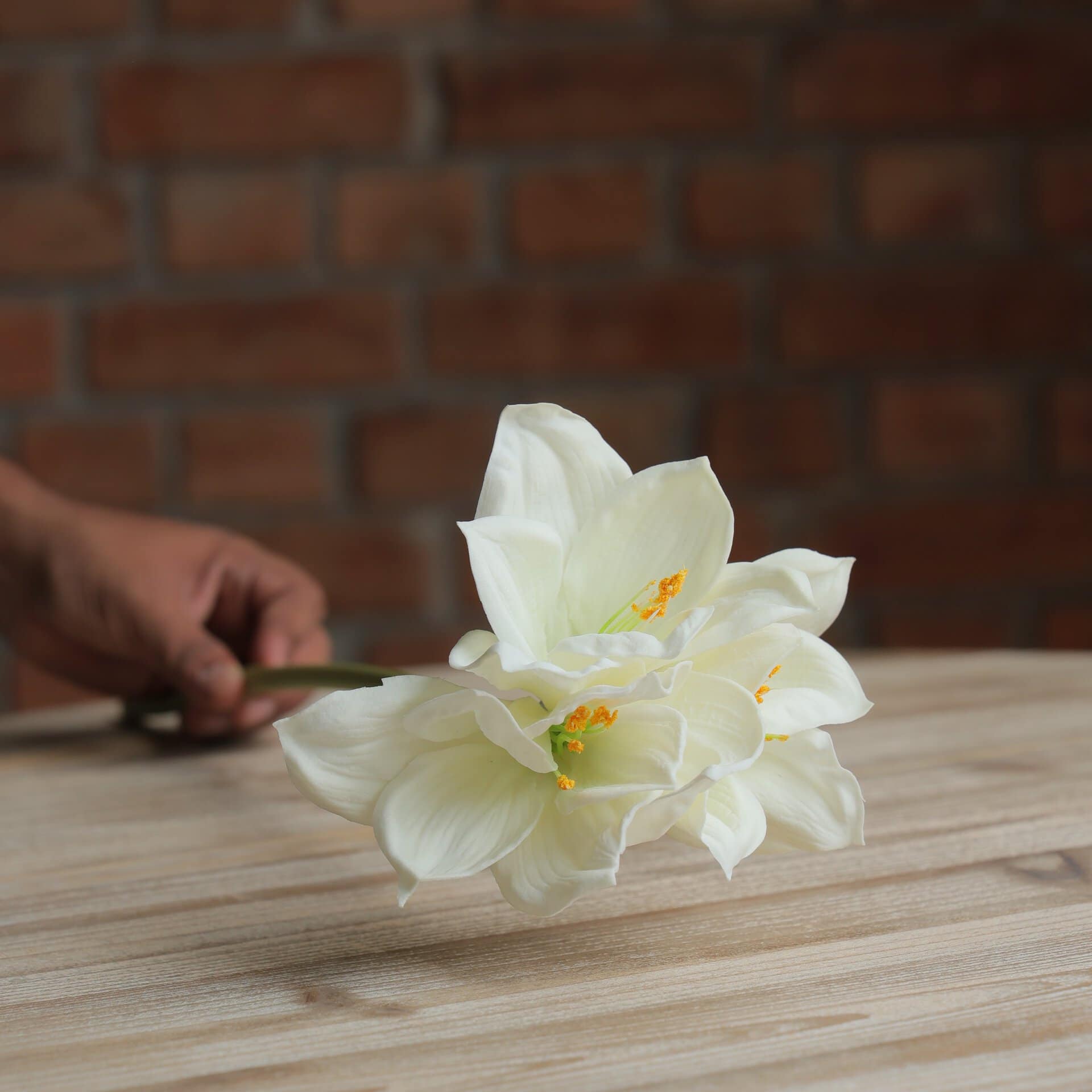 Amaryllis Stem - White
